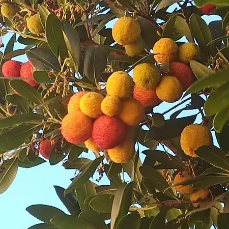 بيت ضيافة Casa Valdese